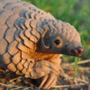 blog logo of I AM A PANGOLIN