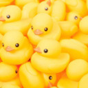 A Bunch Of Ducks