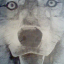 The Drawn Wolf