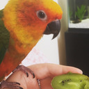 Rueben The Sun Conure