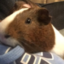 blog logo of Calvin the Guinea Pig