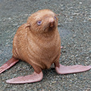 Lilsealsfriend