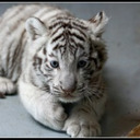 The Baby White Tiger