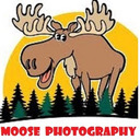 Moose Photography's 