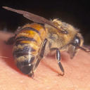 The Big Bee Sting