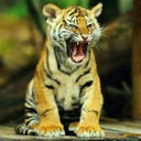 thtiger1