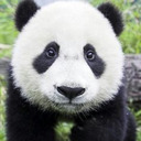 blog logo of PANDAS ARE LIFE