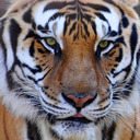 blog logo of Tigre1223