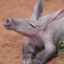 blog logo of Another Anxious Aardvark