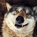 blog logo of Wolfofthederp