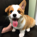 blog logo of World of Corgi