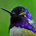 blog logo of royal-hummingbird