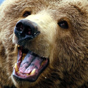 blog logo of I Guess I'm a Bear