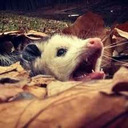  An Opossum Named Bastard