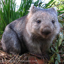 Of Wombats and Fannish Squee