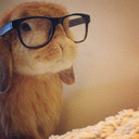 Study Bunny