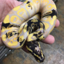 Ball Pythons