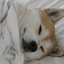 shibas wrapped in blankets