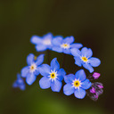 the-forget-me-not-diary