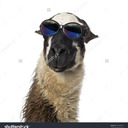  Llama's Lasciviousness 