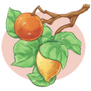 blog logo of CITRUS!