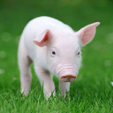 blog logo of Pigs in a Poke