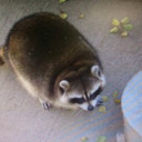 blog logo of The Roundest Raccoon