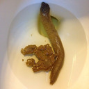 blog logo of pics of my turds