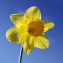 blog logo of Yellow Talking Daffodil