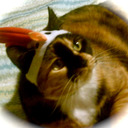 blog logo of Cat Gif of the Day