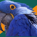 blog logo of paranoid parrot.