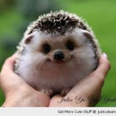 blog logo of Funnycuteanimals