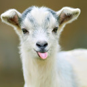 blog logo of Radical Goat Kid