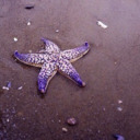 sweetlyfriedstarfish