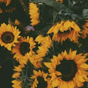 blog logo of sunflower kisses