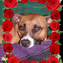 blog logo of My Sweet Pitbull