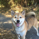 blog logo of Burton The Shiba