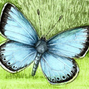 blog logo of Butterfly Wings