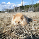 Lapphund Aika