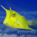 its a fucking Cowfish