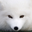 The Adventures of an Arctic Fox