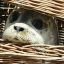 tissueboxesforseals