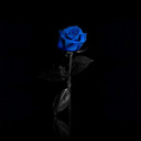 Blue Rose