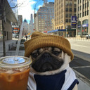 1-800--pugs