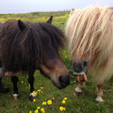 Brygarth Shetland Ponies