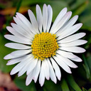 blog logo of Daisy