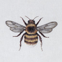 blog logo of Stepford WASP