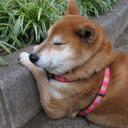 Shiba Inu forever