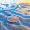  Eclectic Sand Dollar