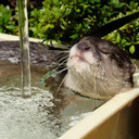 blog logo of otter_appreciator_57